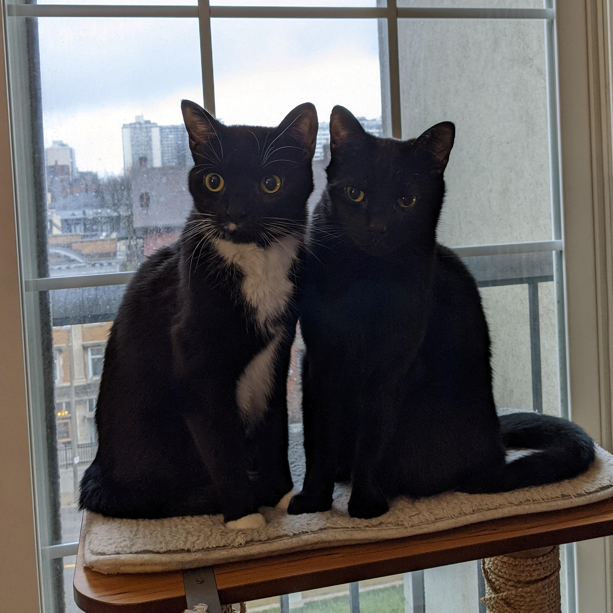 A picture of my cats, Salem and Xena
